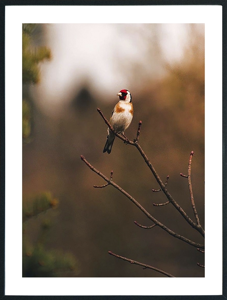 Posterworld 70x100 cm - Motiv Fugl