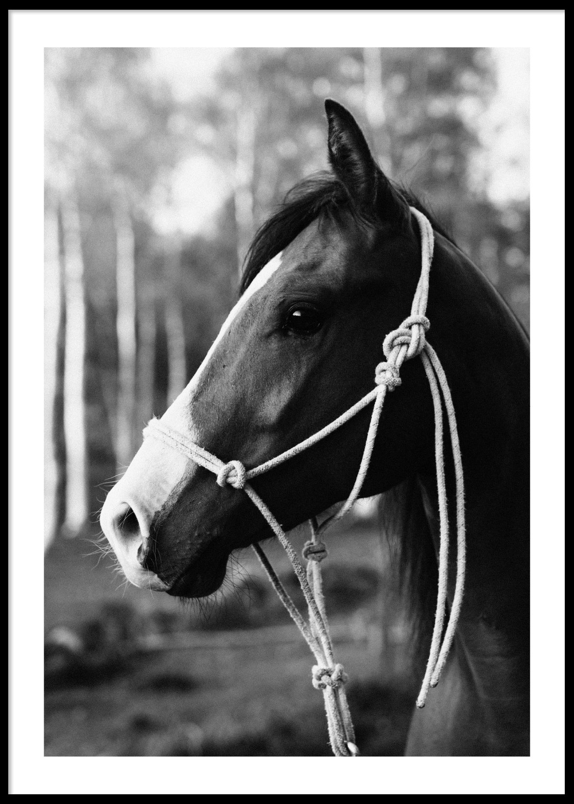 HORSE PORTRAIT - Plakat 50x70 cm HORSE PORTRAIT - Plakat 50x70 cm