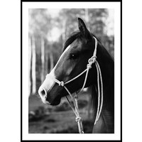 HORSE PORTRAIT - Plakat 50x70 cm HORSE PORTRAIT - Plakat 50x70 cm