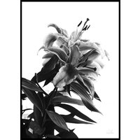 BLACK AND WHITE FLOWER - Plakat 50x70 cm BLACK AND WHITE FLOWER - Plakat 50x70 cm