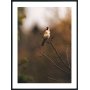 Posterworld 50x70 cm - Motiv Fugl