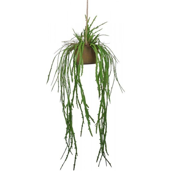 Ovidia hengeplante