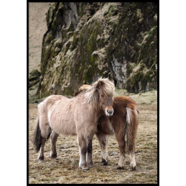 ICELAND HORSES - Plakat 50x70 cm