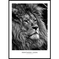 LION PORTRAIT B&W POSTER - Plakat 50x70 cm LION PORTRAIT B&W POSTER - Plakat 50x70 cm