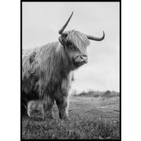 HIGHLAND CATTLE No 2 - Plakat 50x70 cm HIGHLAND CATTLE No 2 - Plakat 50x70 cm