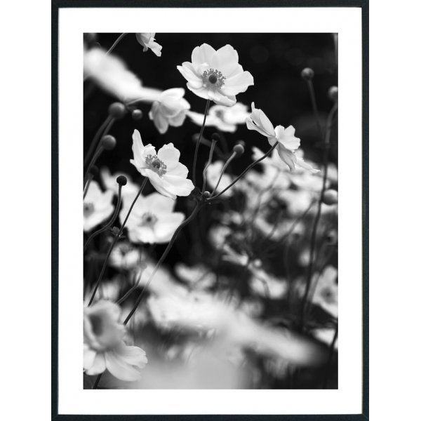 Posterworld 70x100 cm - Motiv Lilje