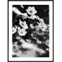 Posterworld 70x100 cm - Motiv Lilje