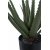 Aloe Vera kunstig plante - H:51 cm - Grnn