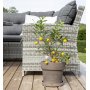 London lounge gruppe - Gr