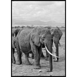 ELEPHANTS - Plakat 50x70 cm