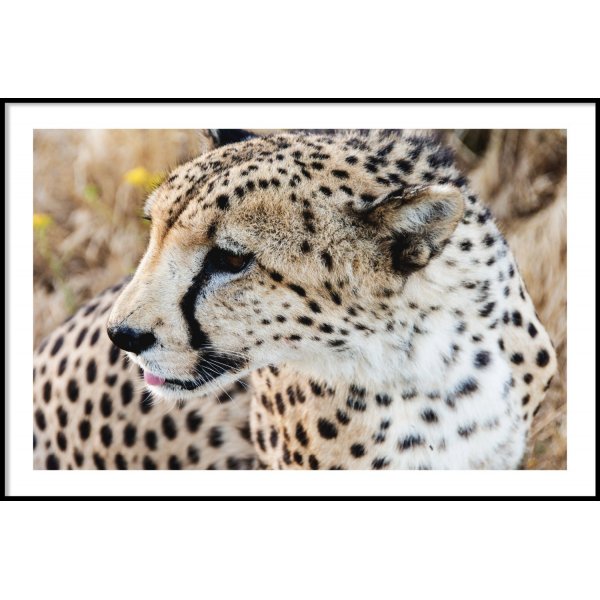 GEOPARD HORIZONTAL - Plakat 50x70 cm