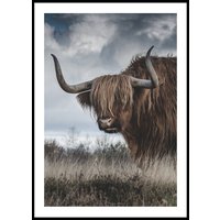 HIGHLAND CATTLE - Plakat 50x70 cm HIGHLAND CATTLE - Plakat 50x70 cm