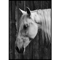 HORSE - Plakat 50x70 cm HORSE - Plakat 50x70 cm