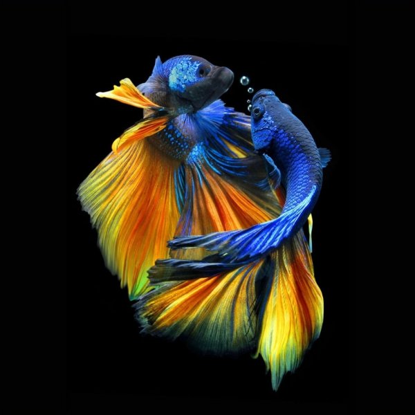 Glassbilde Fishes nr 1 - 80x80 cm