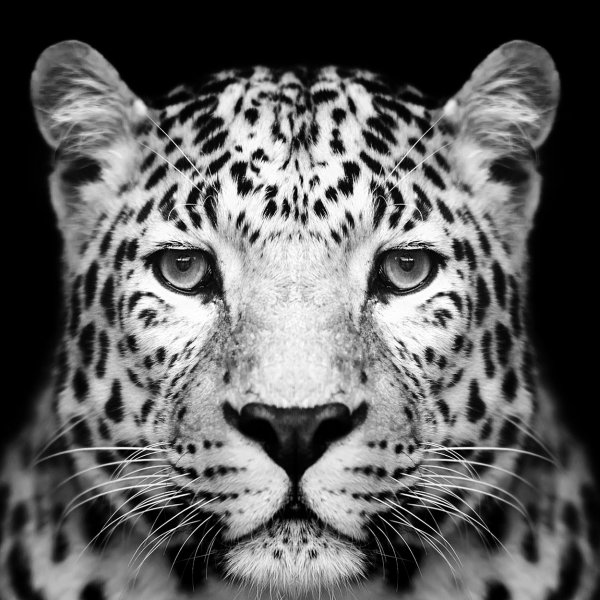 Glassbilde Panther - 80x80 cm