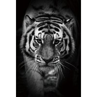 Glassbilde Tiger - 120x80 cm Glassbilde Tiger - 120x80 cm