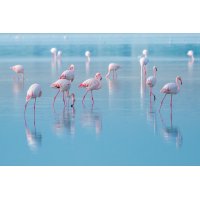Flamingos glassplate - 120x80 cm