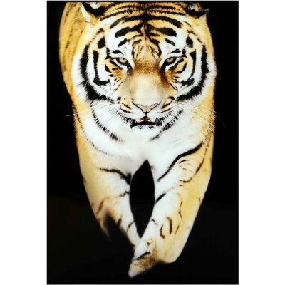 Glassbilde Tiger - Svart ramme