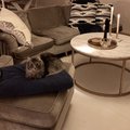Kundebilde Accent sofabord rundt 85 - Hvit marmor / Messingfarget